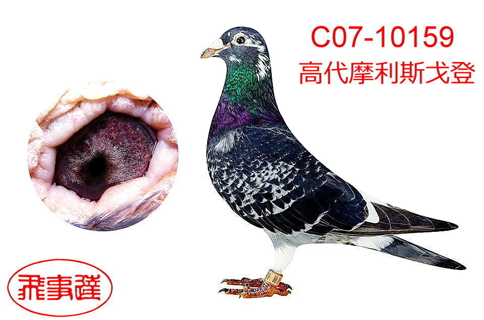 美国摩利斯戈登159