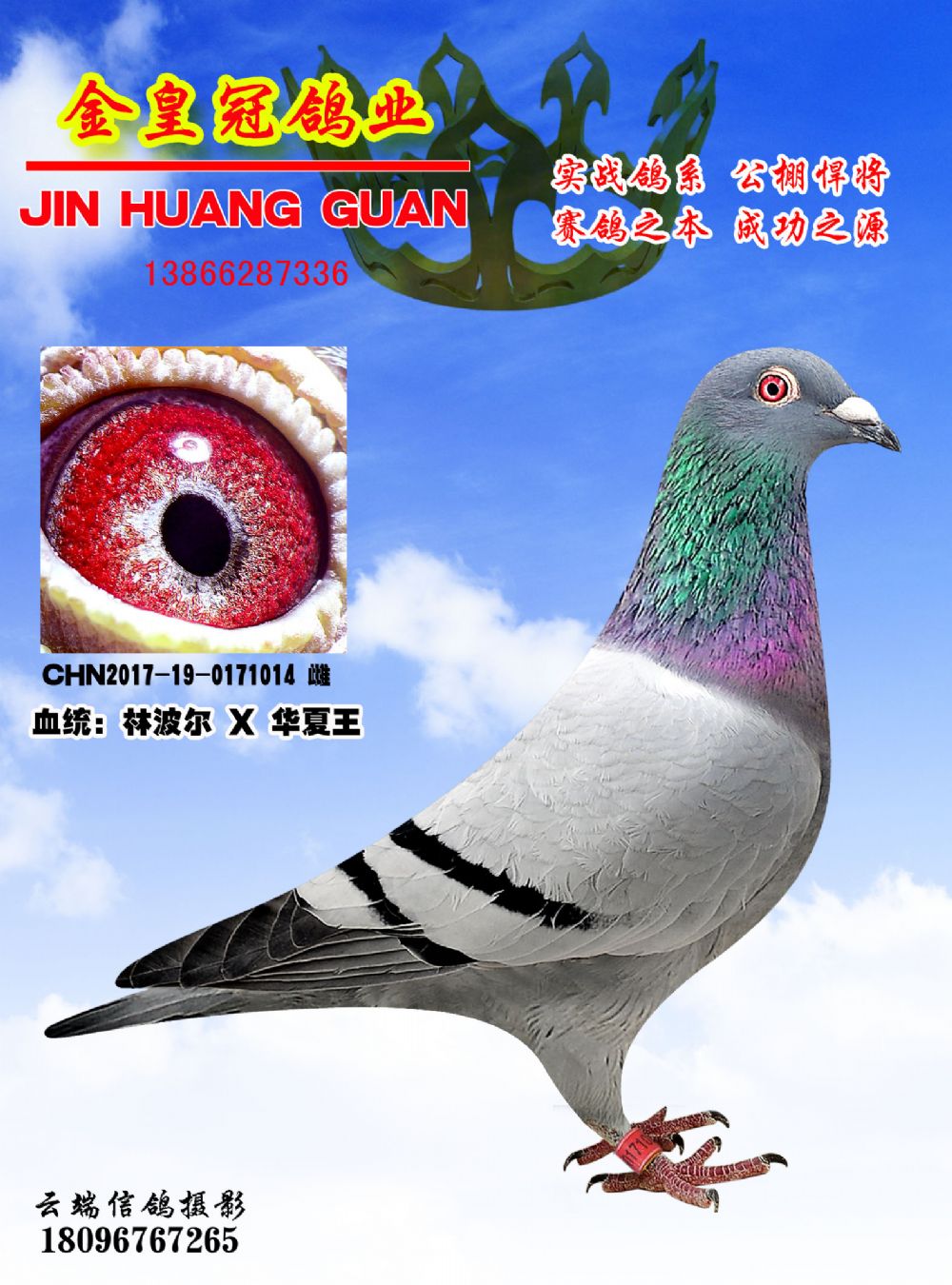 管理联系我们鸽友留言展厅相册鸽圈动态推荐配对在线购买信鸽拍卖历年