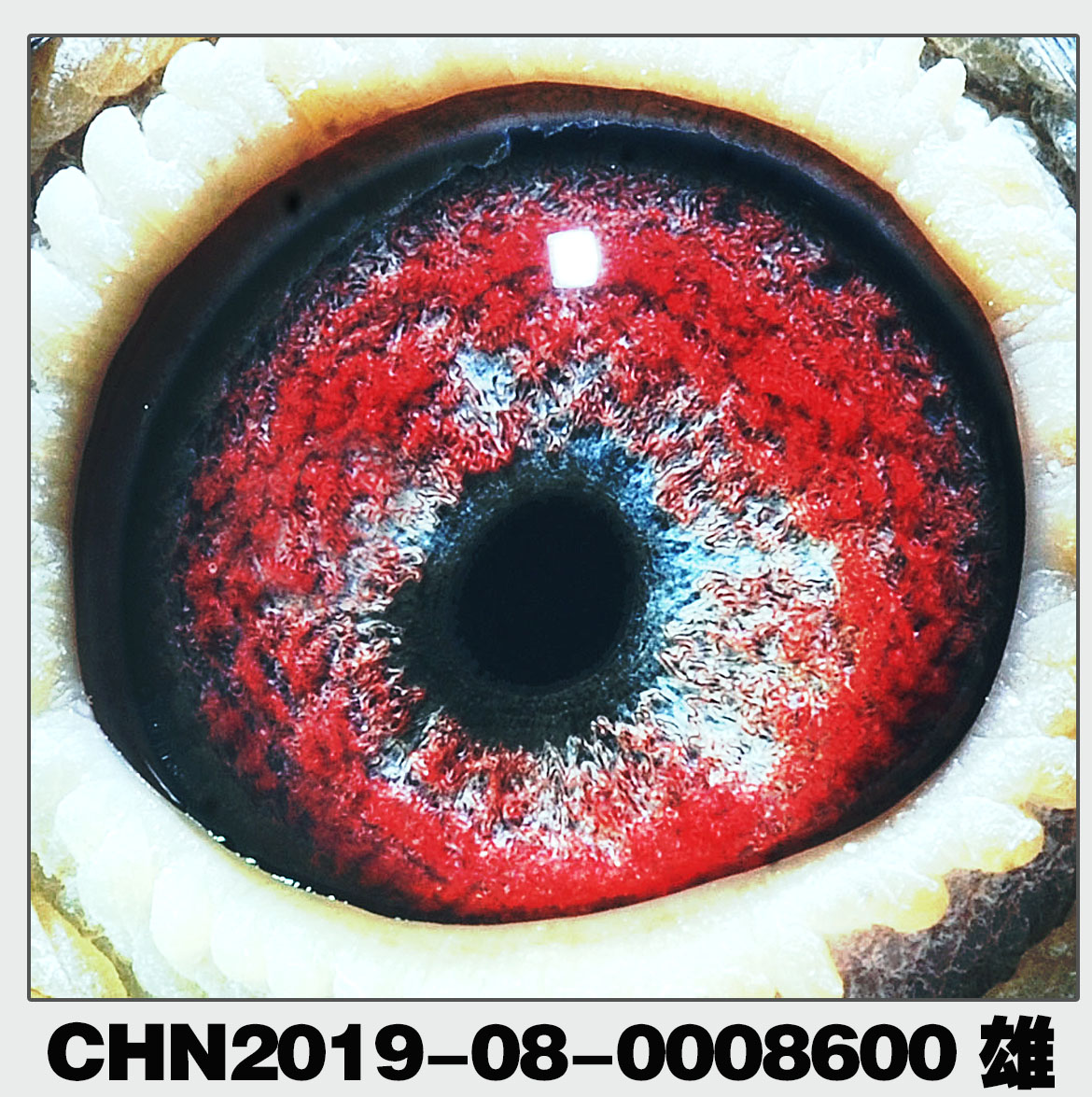 詹森019*詹森老火箭