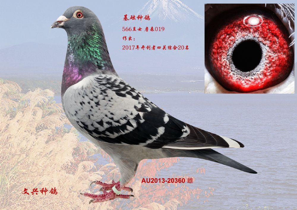 au2013-20360雌-北京文兴种鸽-中信网爱鸽商城