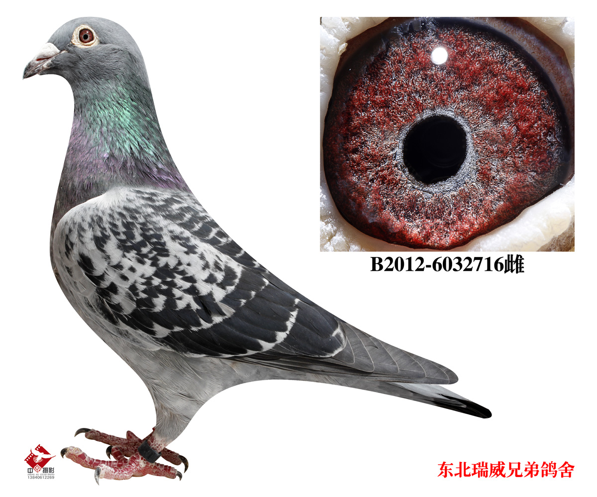 com爱鸽商城_中国信鸽信息网