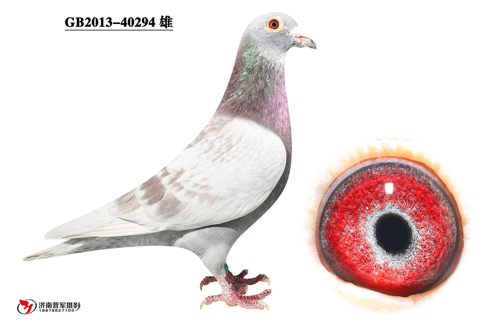 信鸽特征编 号:523678鸽 名:羽 色:绛眼 砂:砂眼收 藏:点击收藏环 号