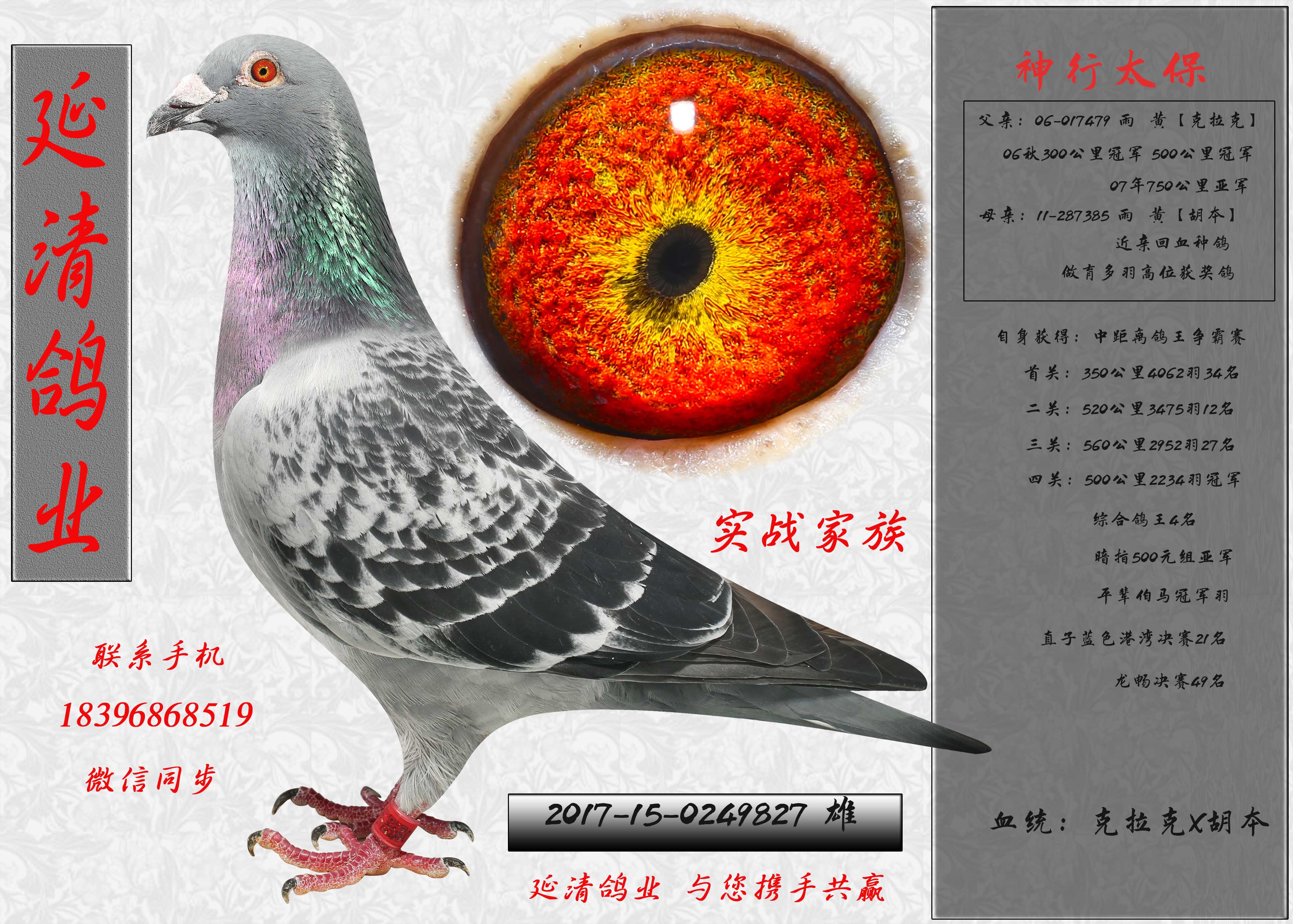 拆迁清棚低价处理,一羽不留