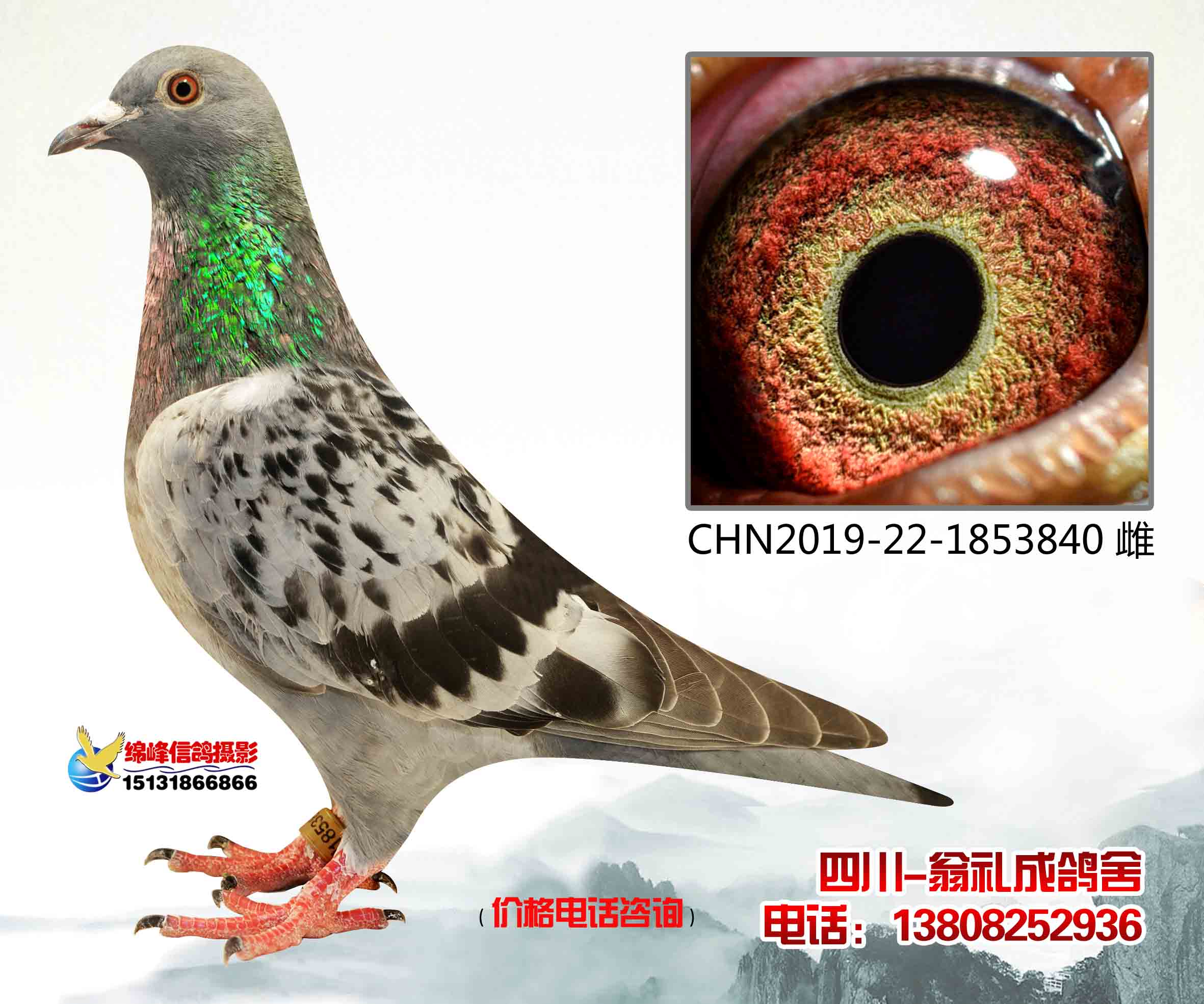 超远程王国_巴蜀鸽后翁礼成鸽舍_ ag188.com爱鸽商城_中国信鸽信息网