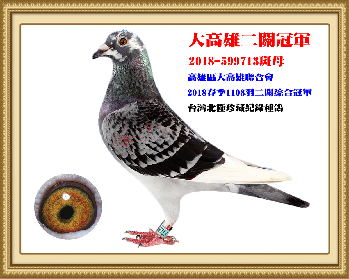 大高雄二关冠军_台湾北极鸽舍_ag188.com爱鸽商城_中信网
