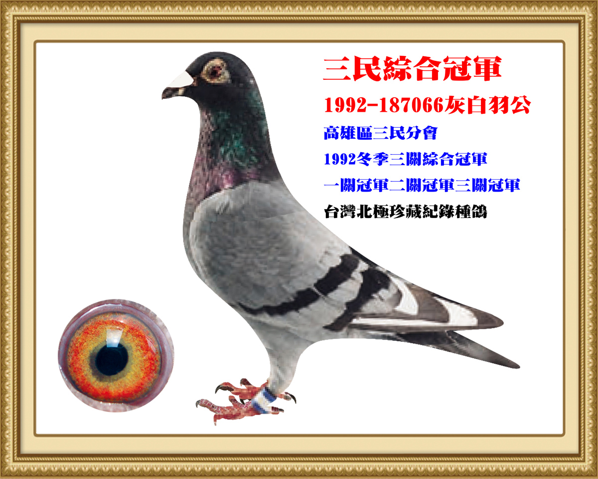 三民综合冠军 - 台湾北极鸽舍