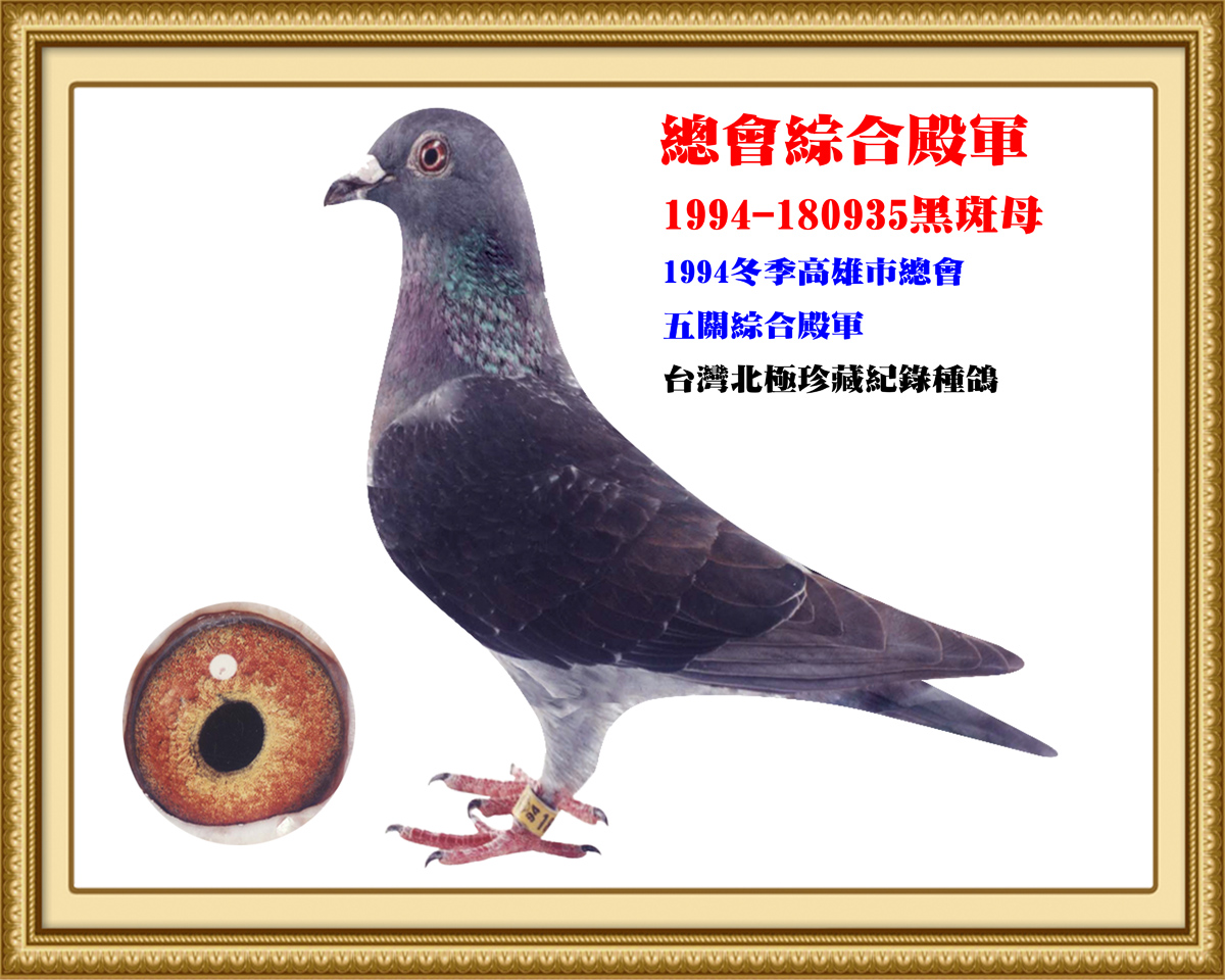 总会综合殿军_台湾北极鸽舍_ag188.com爱鸽商城_中信网