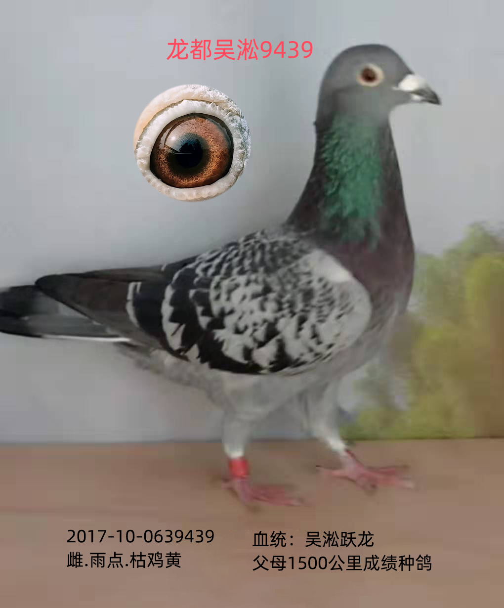 龍都吳淞9439