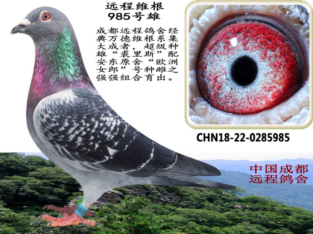 万德维根985号雄