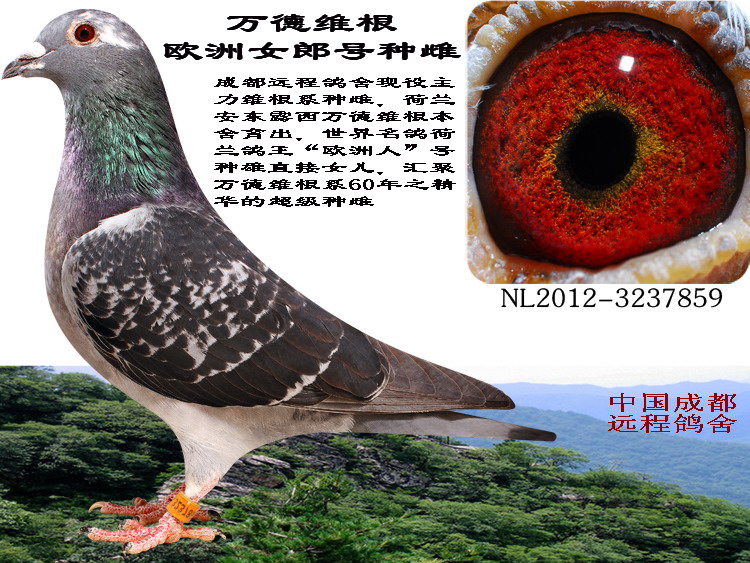 万德维根985号雄_中国成都远程鸽舍_ ag188.