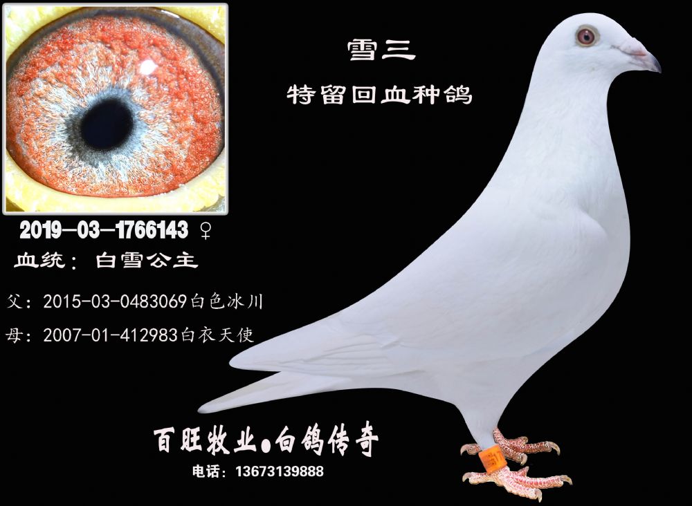 雪三(白雪公主)白鸽