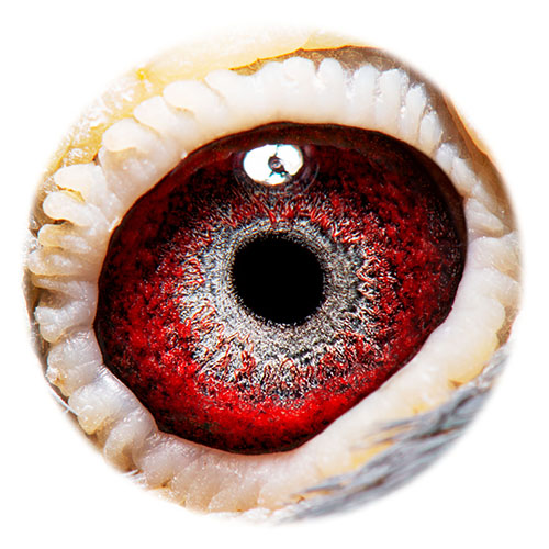 贺尔梅斯安静号-德拉帕皇后德国战车