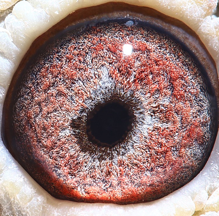 哈贝尼斯全能号_广东胜豪鸽舍_ ag188.com爱鸽商城_中国信鸽信息网