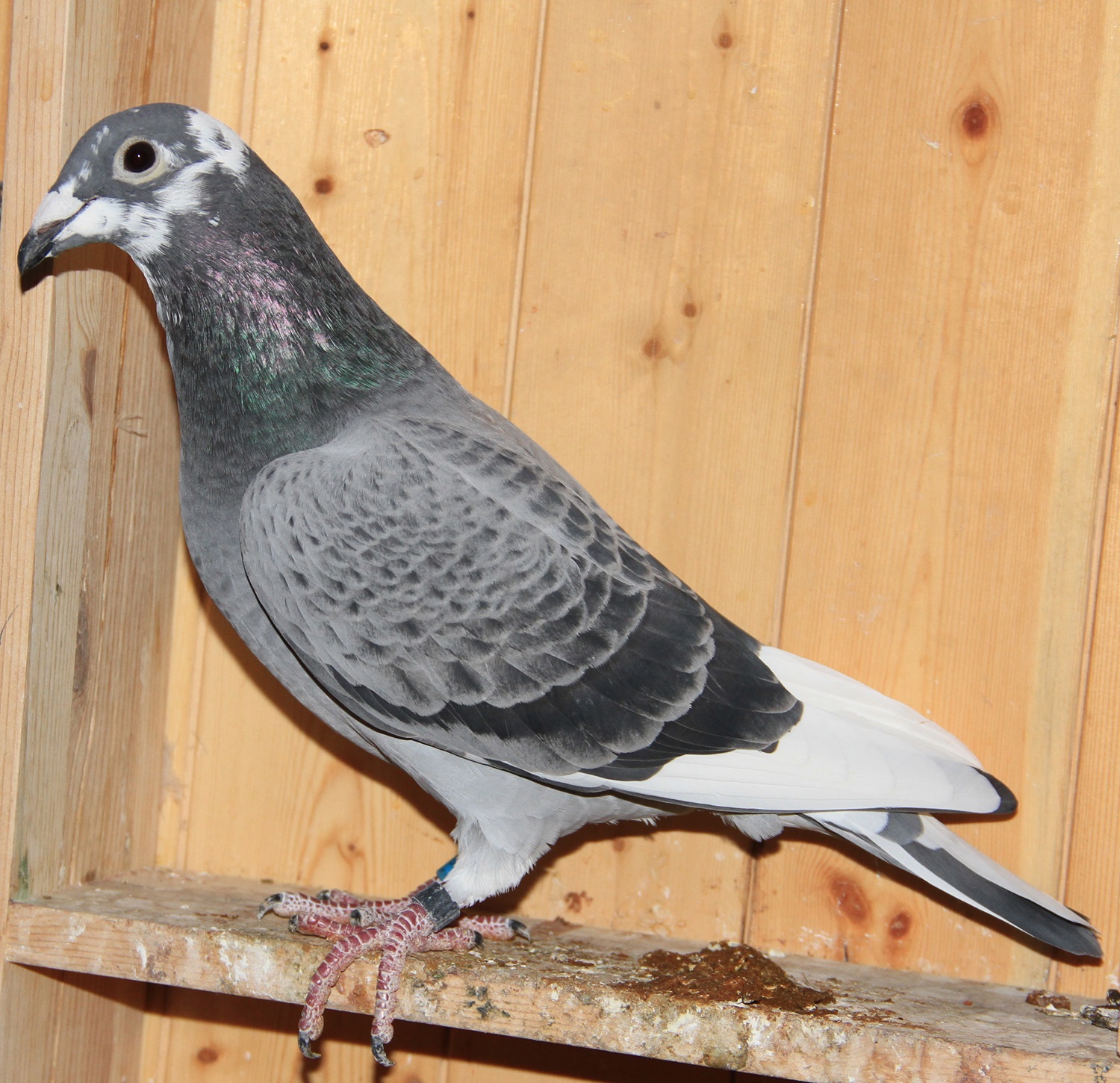 【慕利门军校生】_北京巅峰鸽舍_ ag188.com爱鸽商城_中国信鸽信息网