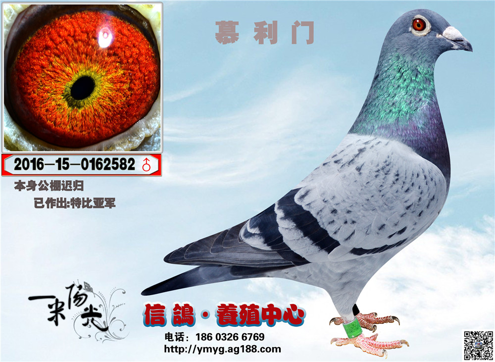 慕利门-阳光-2582_一米阳光信鸽养殖中心-中信网爱鸽商城