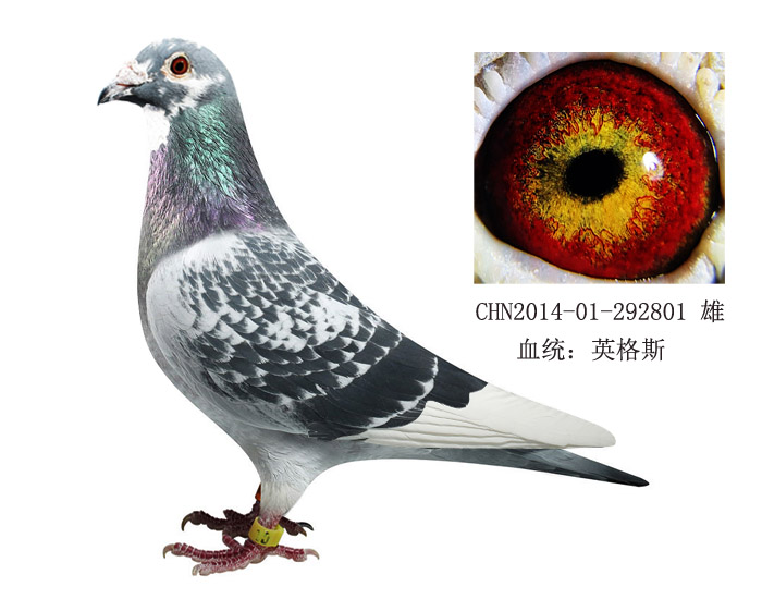 恩格斯178近亲直孙
