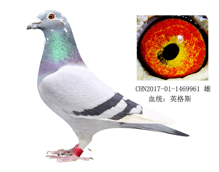 恩格斯178近亲回血种鸽