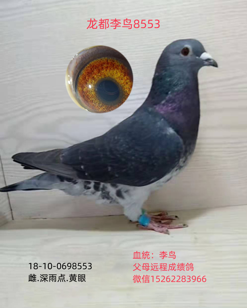 龍都李鳥8553