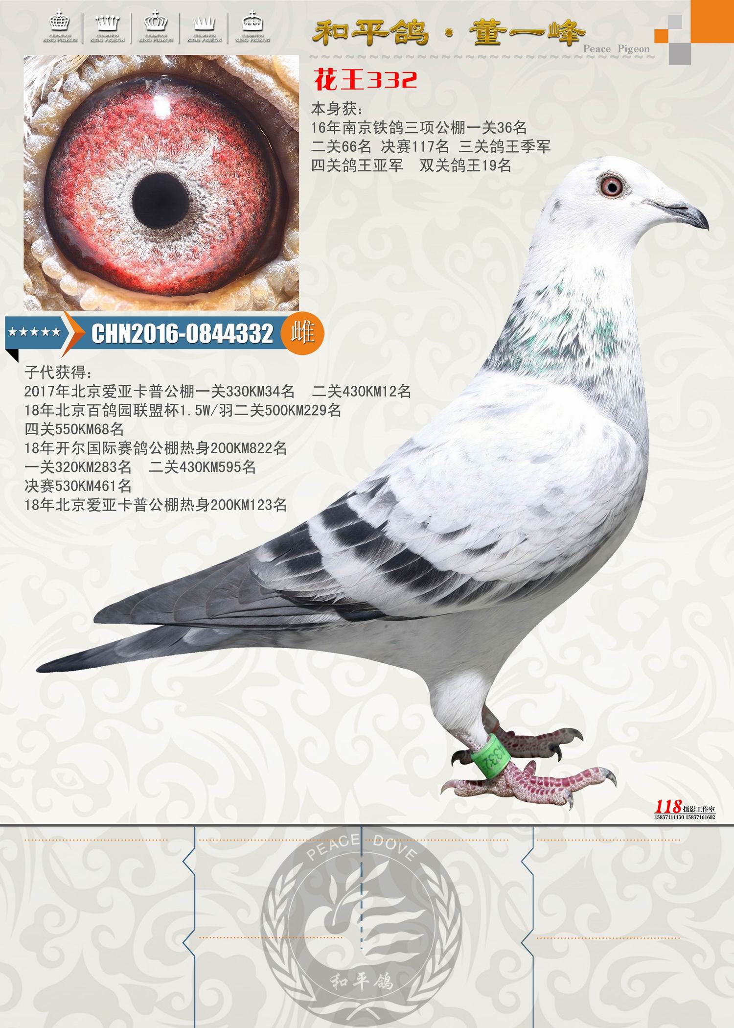 花王332铁鸽三项公棚四关鸽王亚军