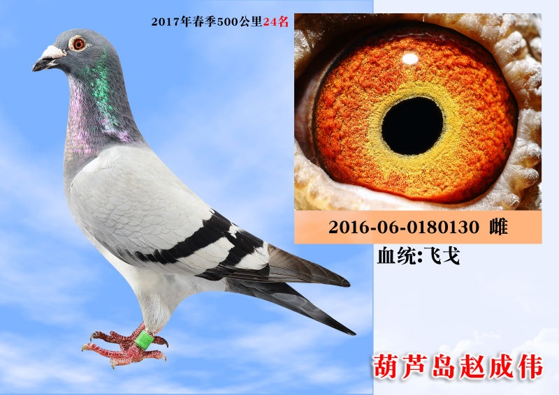 飞戈
