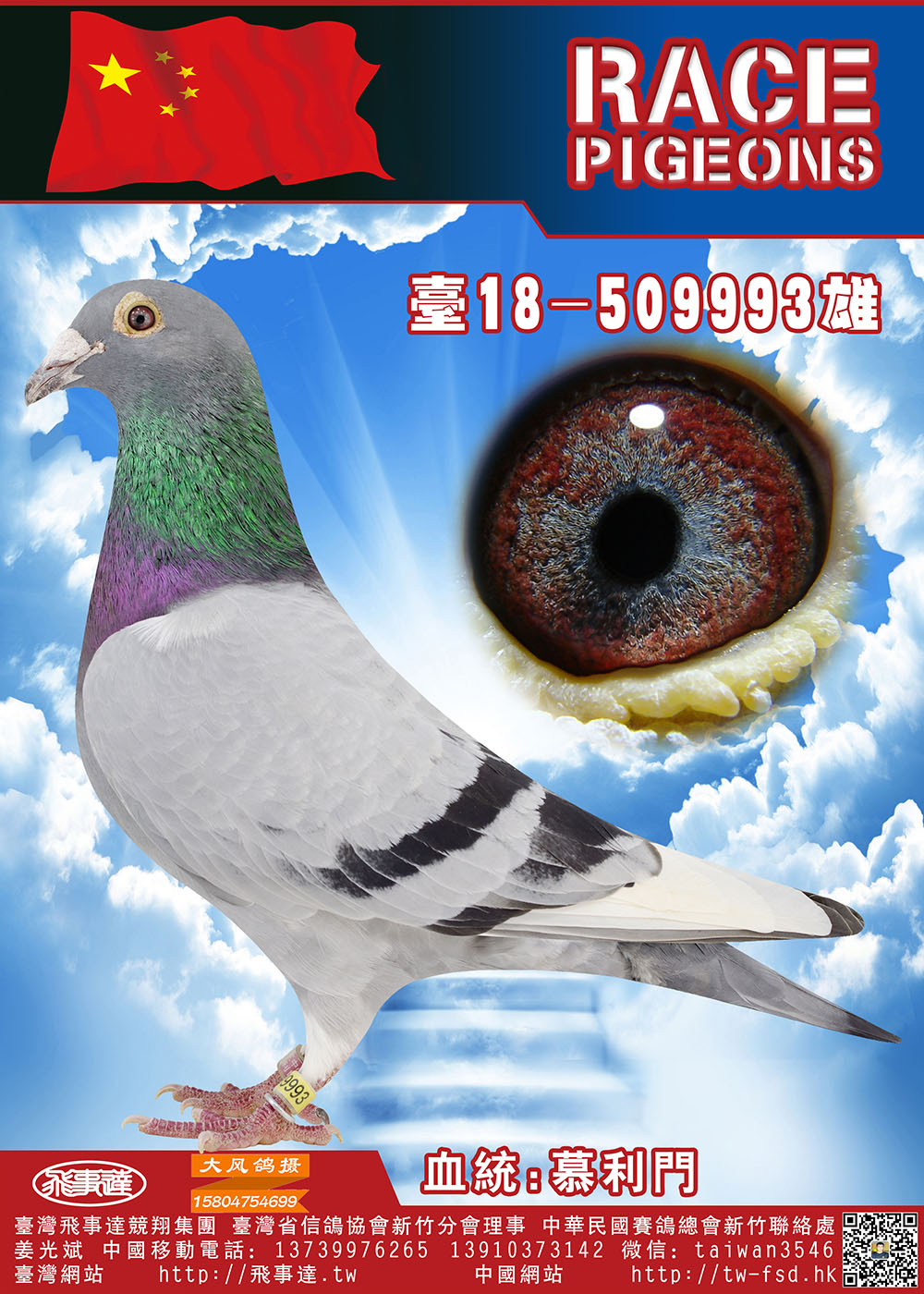 纯血慕利门993