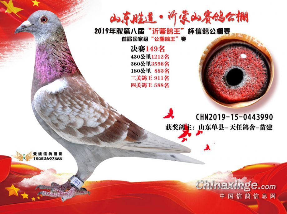 胜道公棚决赛149名_天任鸽舍-中信网爱鸽商城