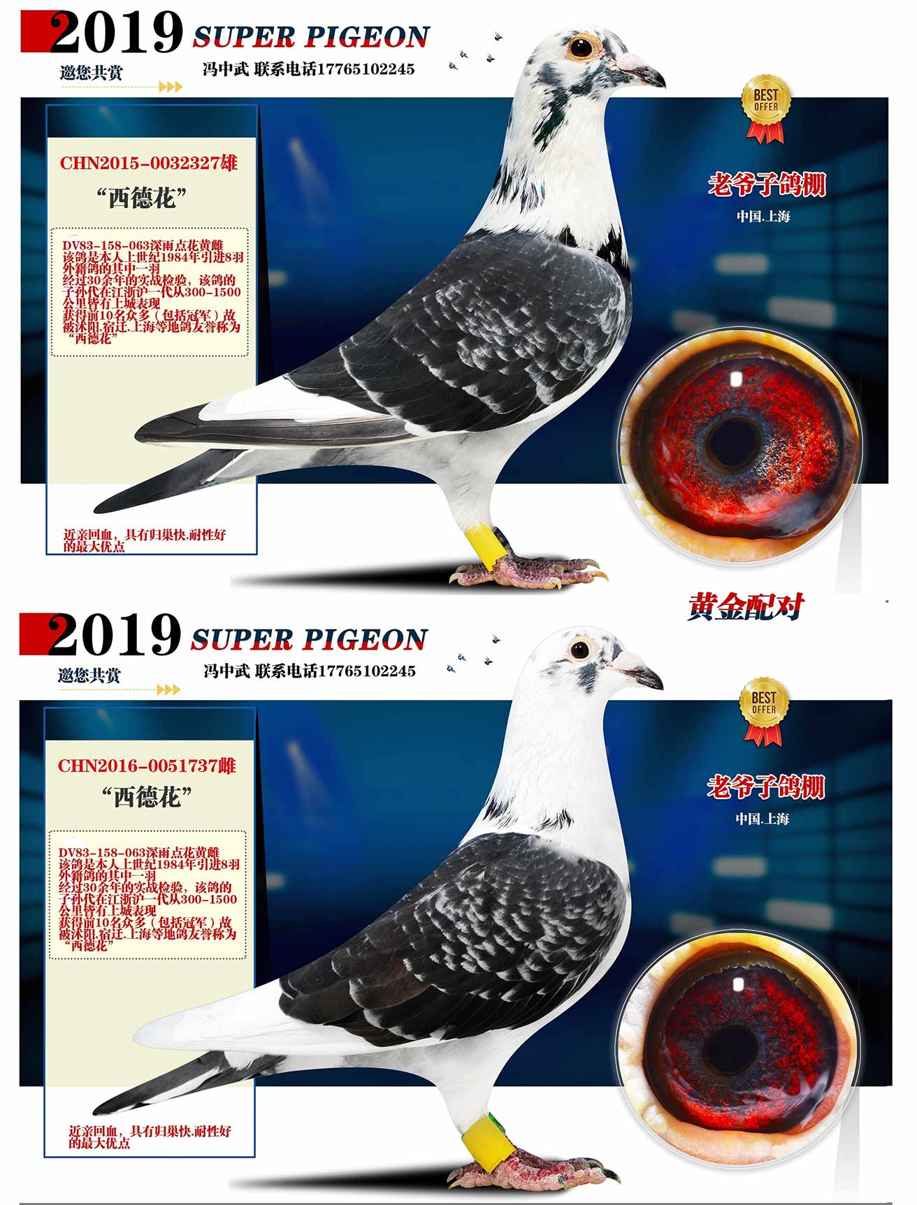 西德花黄金配对