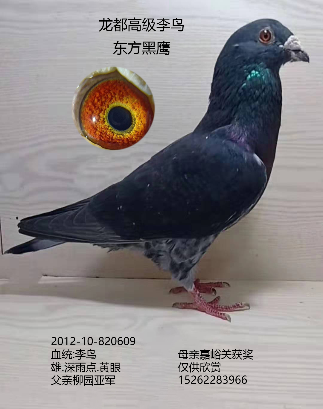 龍都高級李鳥東方黑鷹