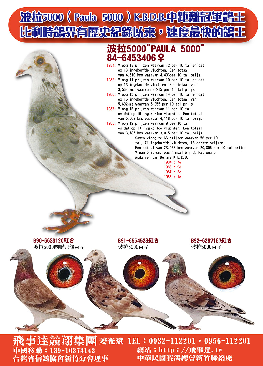 观赏鸽品种十大排行图片