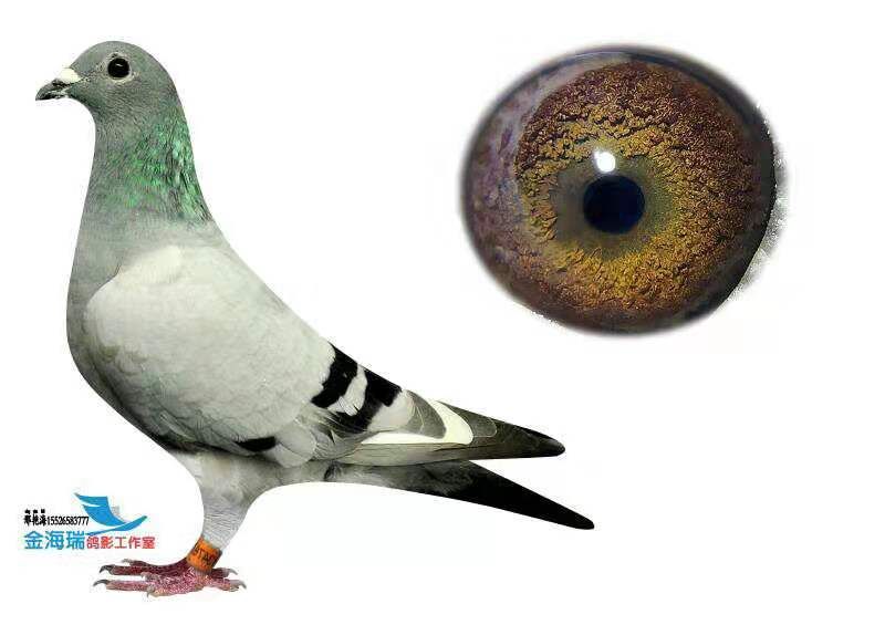 吴淞_吉林金海瑞远程鸽舍_ ag188.com爱鸽商城_中国信鸽信息网