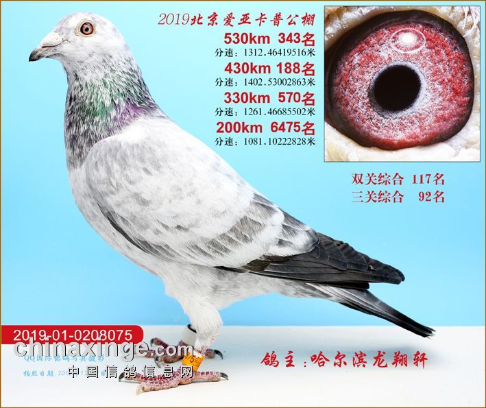 爱亚卡普[大]530km343名_龙翔轩-中信网爱鸽商城