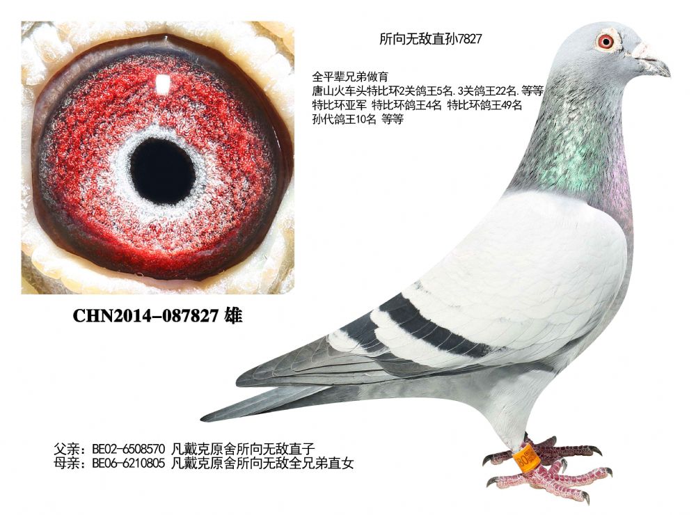 所向无敌7827