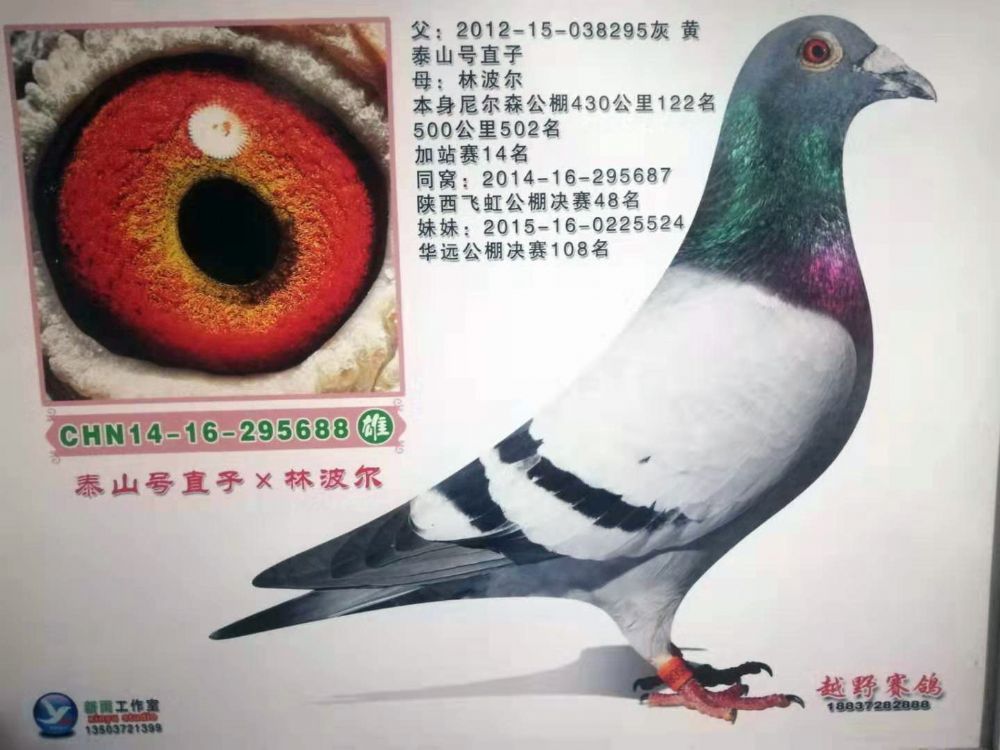 唐山尼尔森公棚加战赛14名