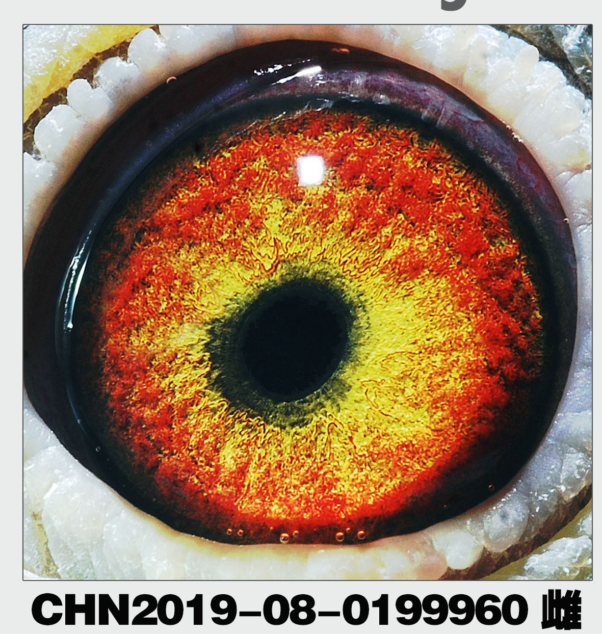 詹森传奇05*詹森019