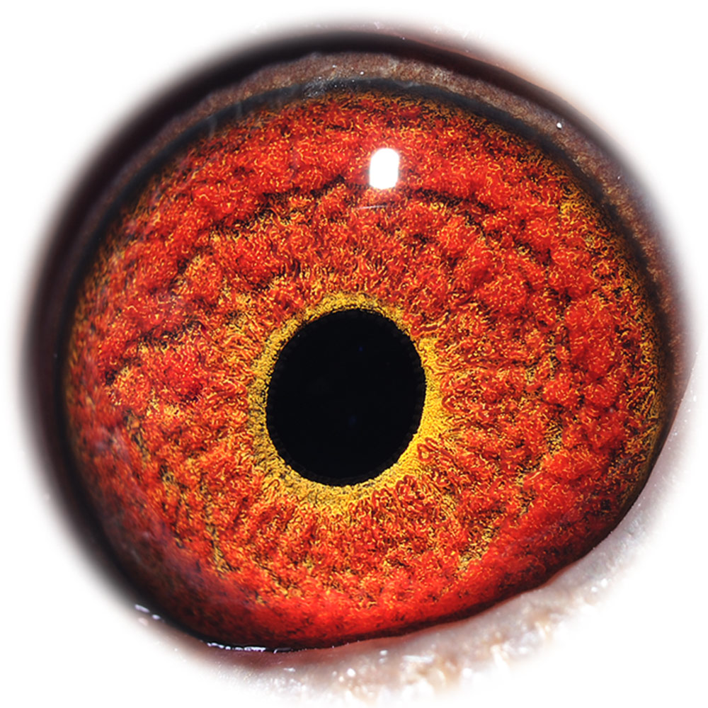 2019年 最新待售信鸽_宏武赛鸽-李建军-中信网爱鸽商城