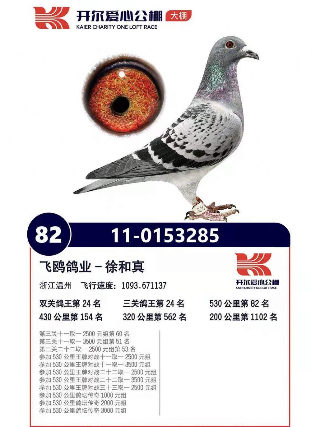 开尔公棚参赛鸽