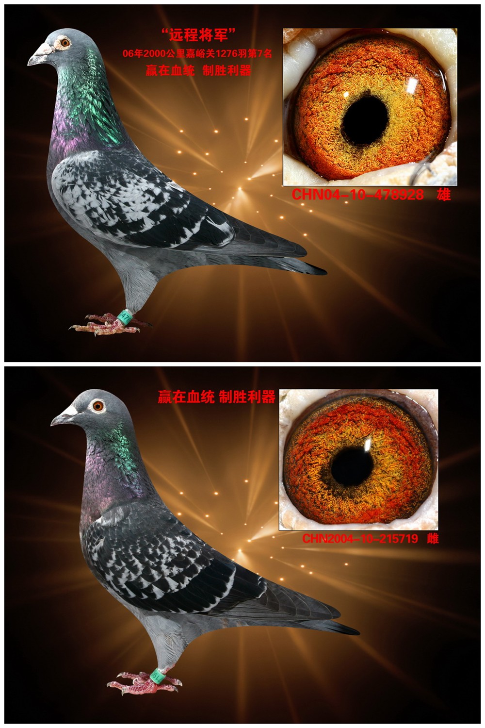 哈密回血黄金组合_南京恒顺鸽业_ag188.com爱鸽商城_中国信鸽信息网
