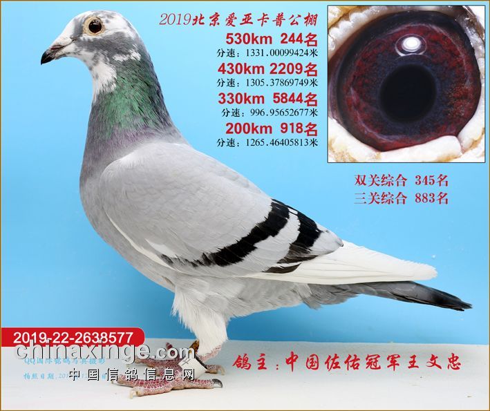 35_中国佐佑冠军_ag188.com爱鸽商城_中国信鸽信息网