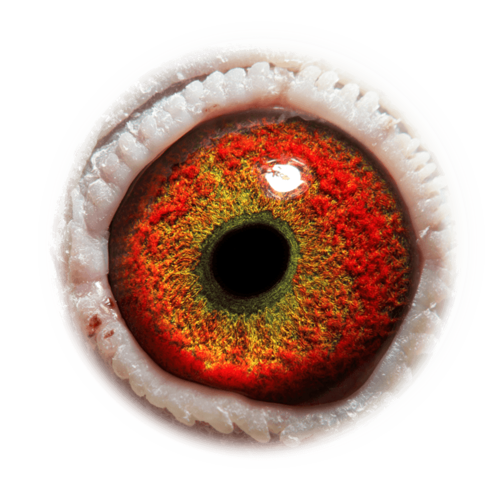 迪克,范顿布鲁 浅班鸽王908女"