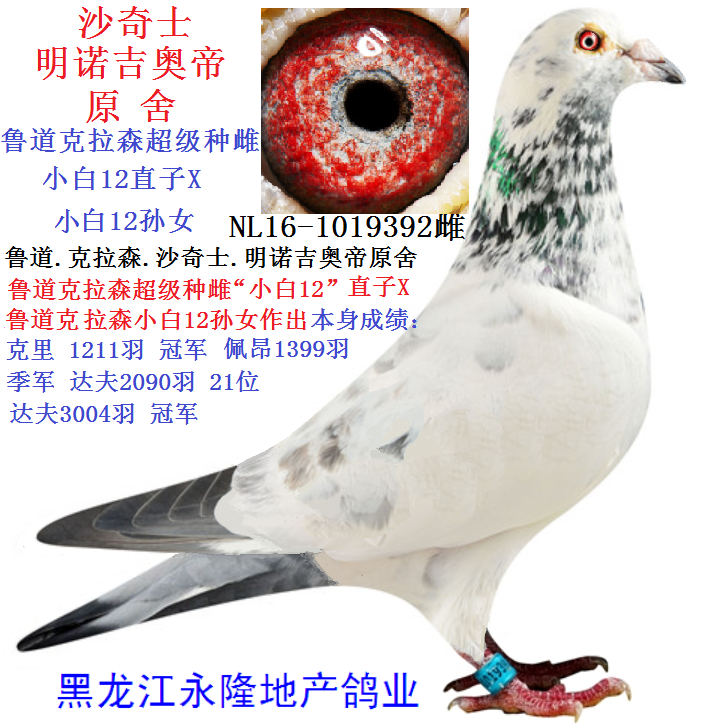 沙奇士原舍鲁道克拉森小白12号直孙女