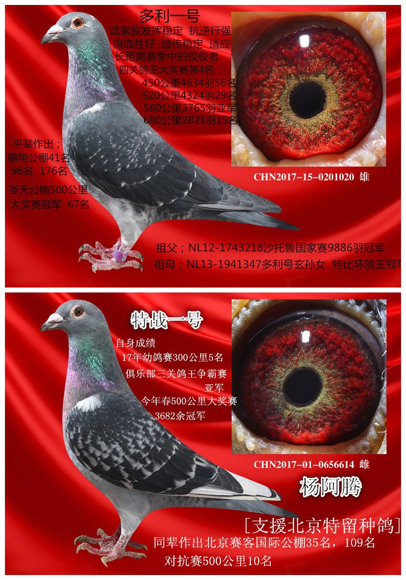 杨阿腾