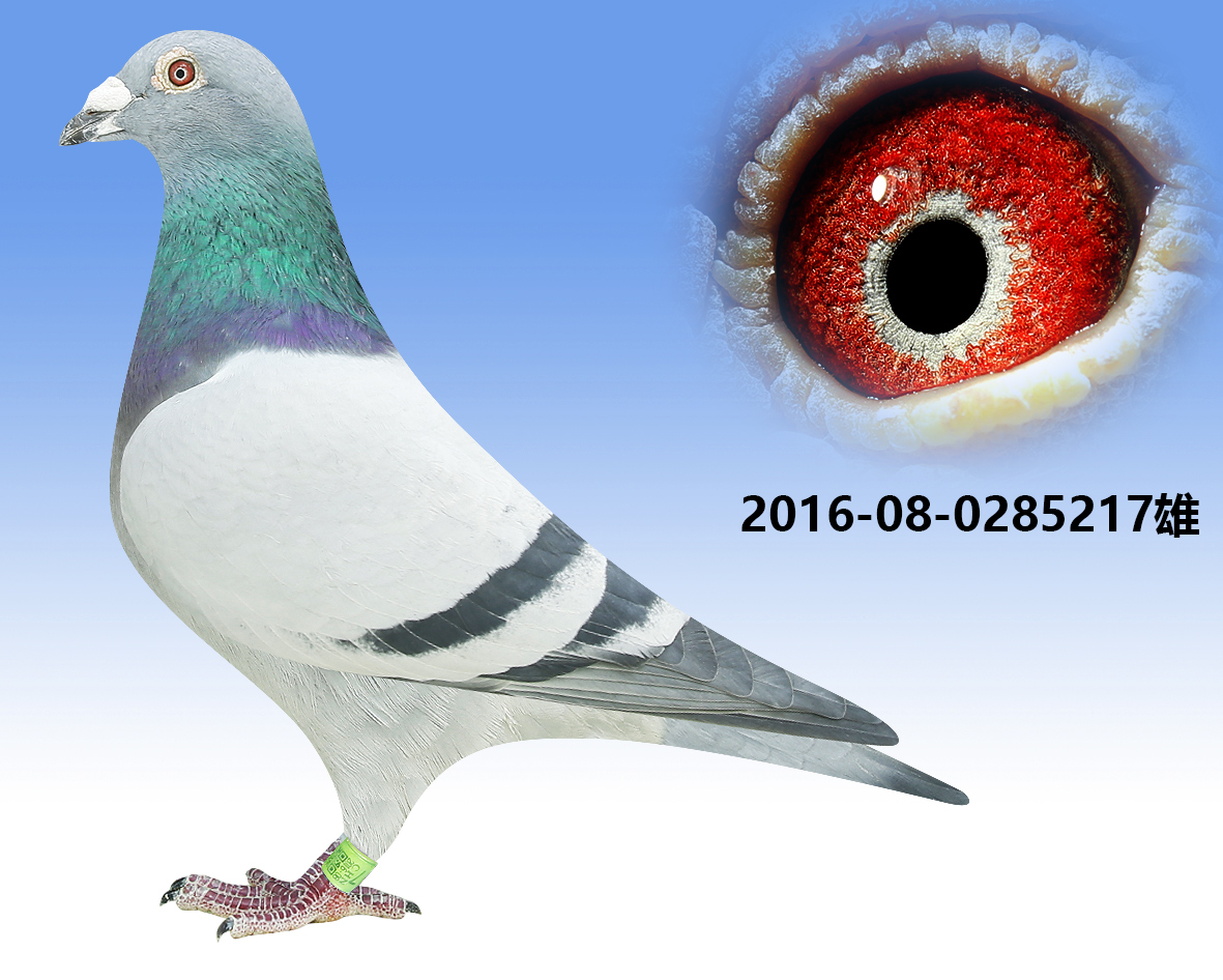 【詹森红狐*詹森小火箭】