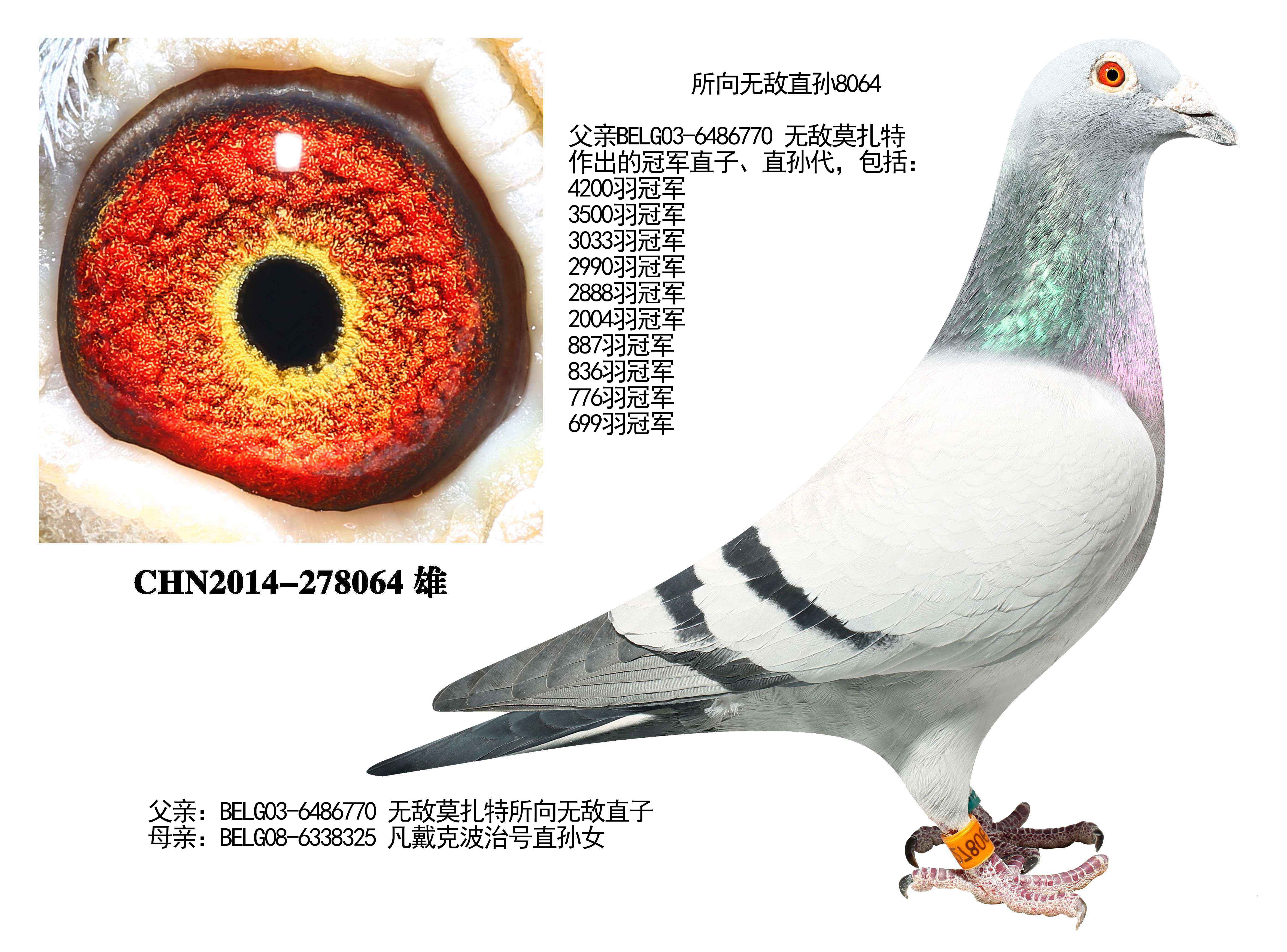 所向无敌特比环冠军父亲
