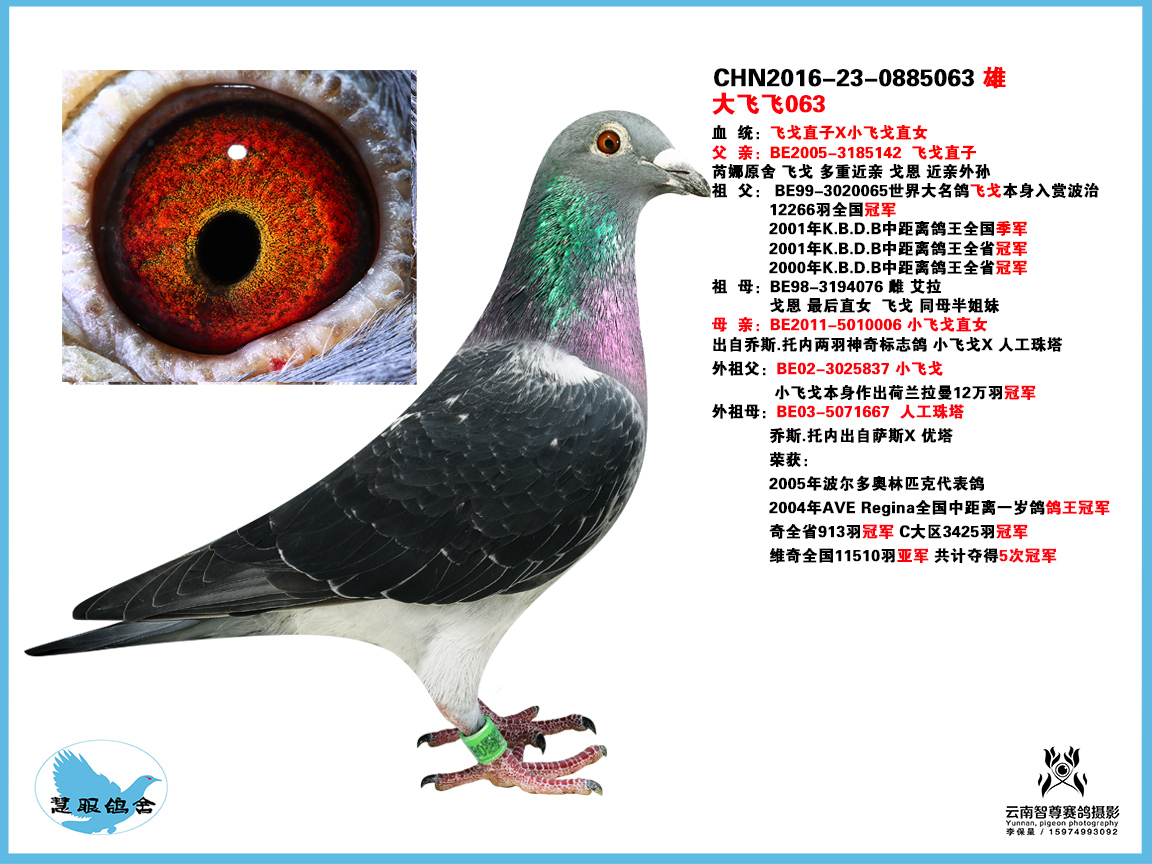 飞戈063已售_慧眼鸽舍_ ag188.com爱鸽商城_中信网