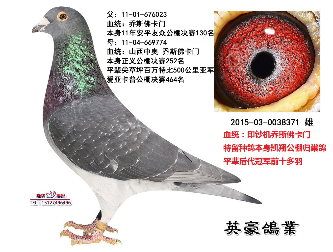 乔斯佛卡门〔比利时印钞机