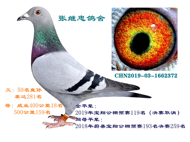 com爱鸽商城_中国信鸽信息网