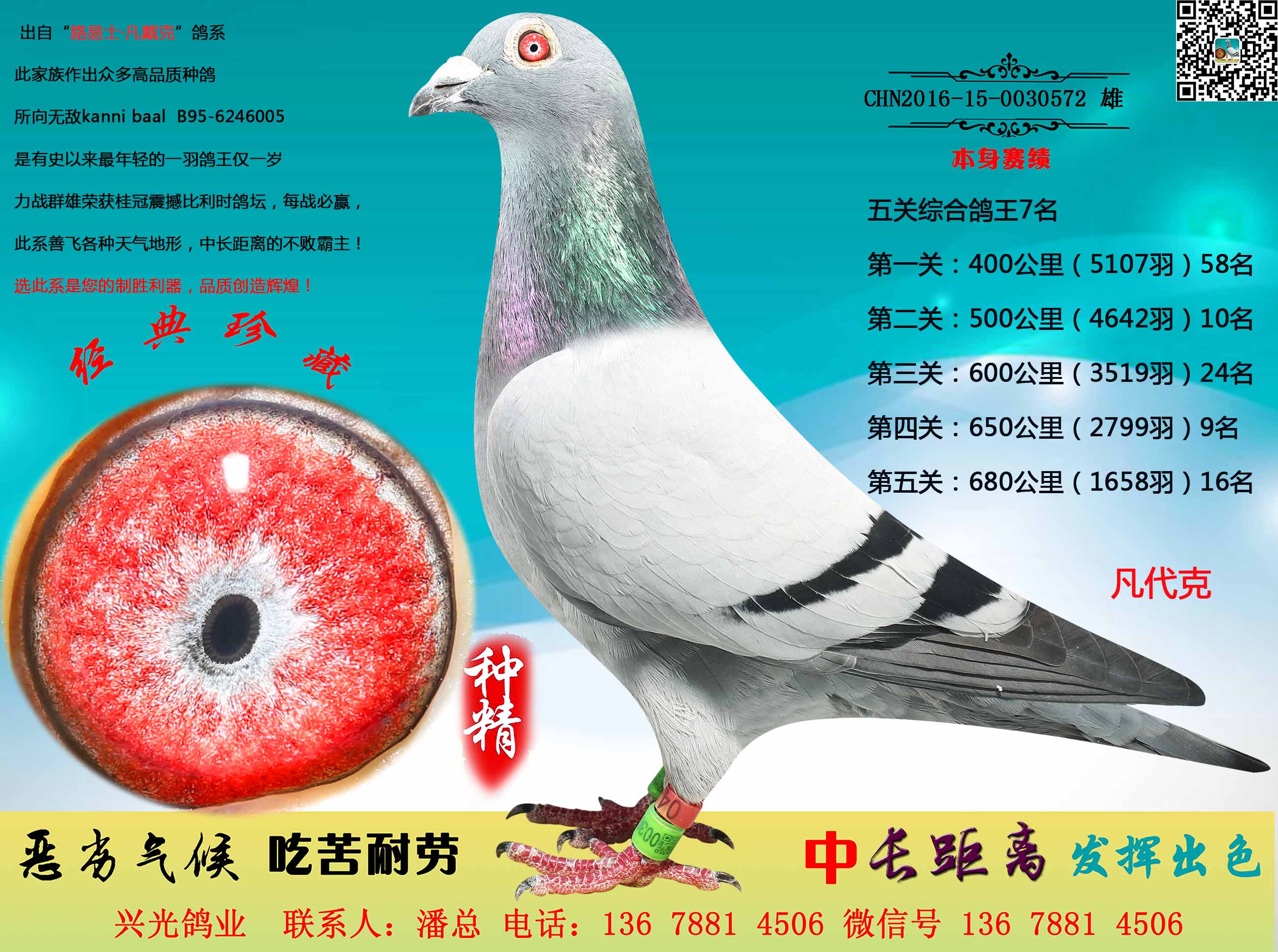 凡代克-兴光鸽业-中信网爱鸽商城