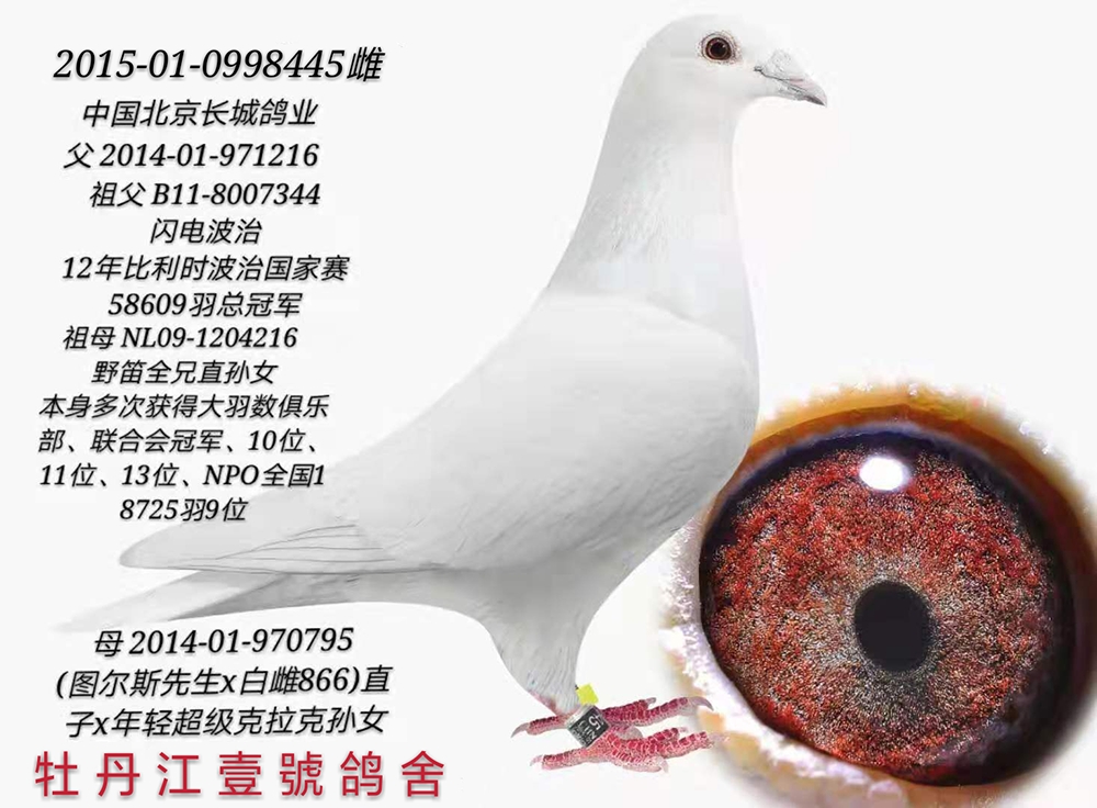 北京长城鸽业种鸽图片图片
