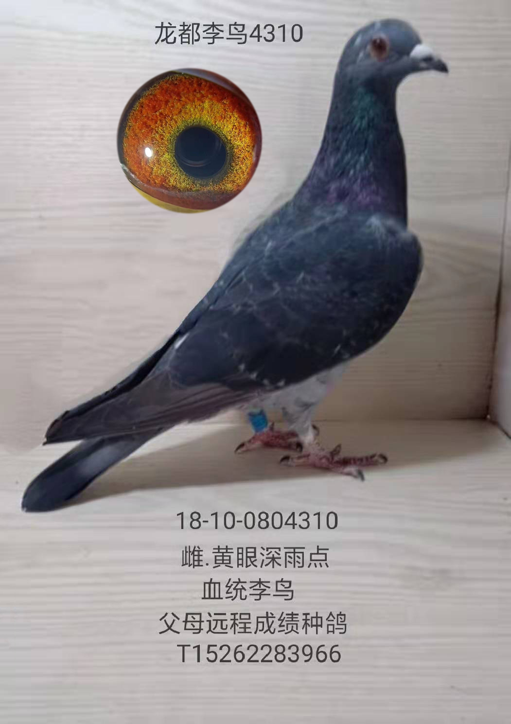 龍都李鳥4310_龍都賽鴿_ ag188.com愛鴿商城_中信網