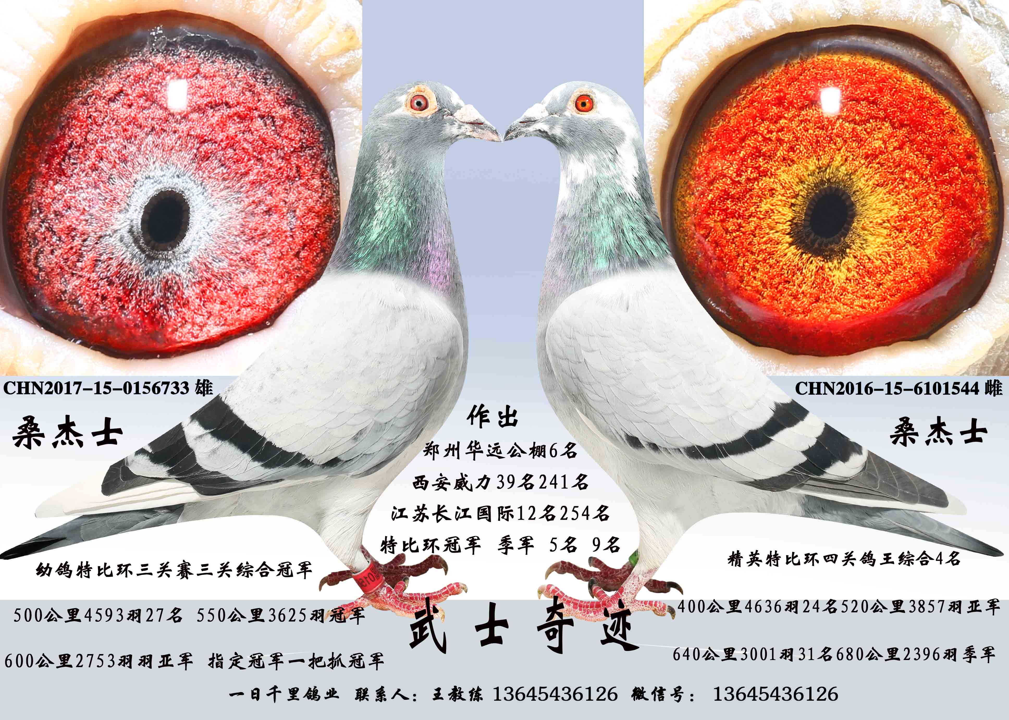 因鸽棚拆迁部分种鸽友情价支援鸽友